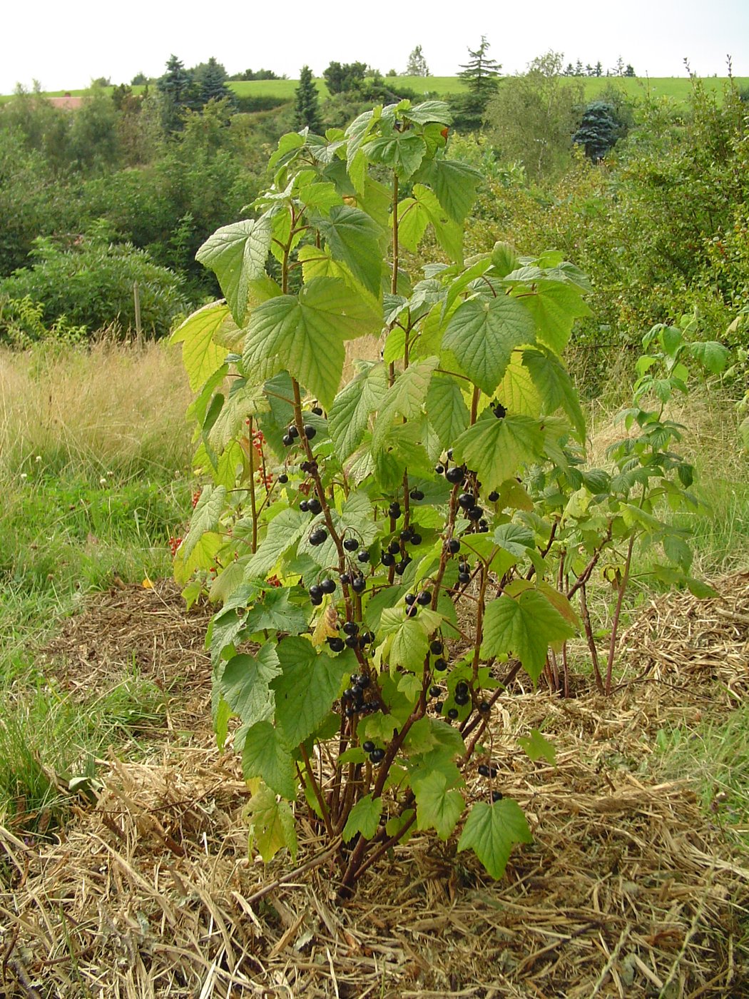 Смородина чёрная — Фотографии 1