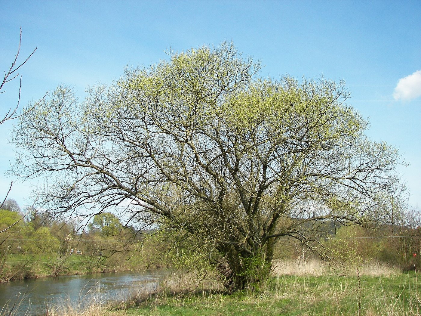 Silber-Weide — Fotos 1