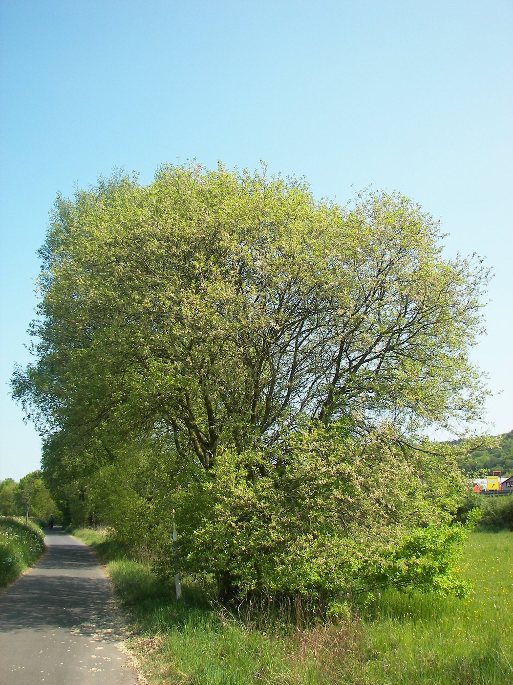 Sal-Weide — Fotos 1