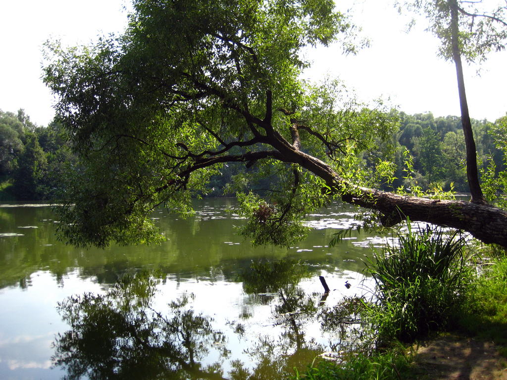 Bruch-Weide — Fotos 4