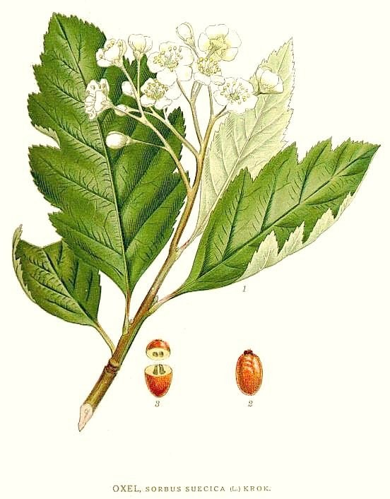 Schwedische Mehlbeere — Fotos 2