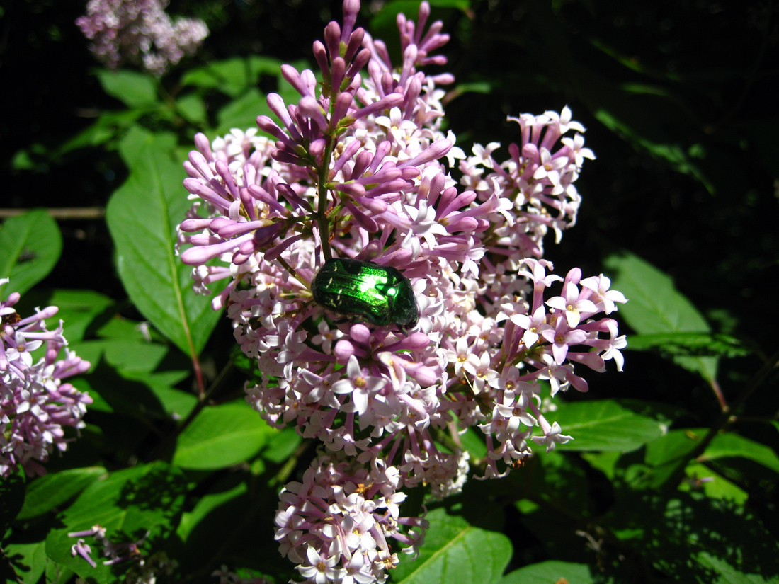 Syringa × persica — Photographs 1
