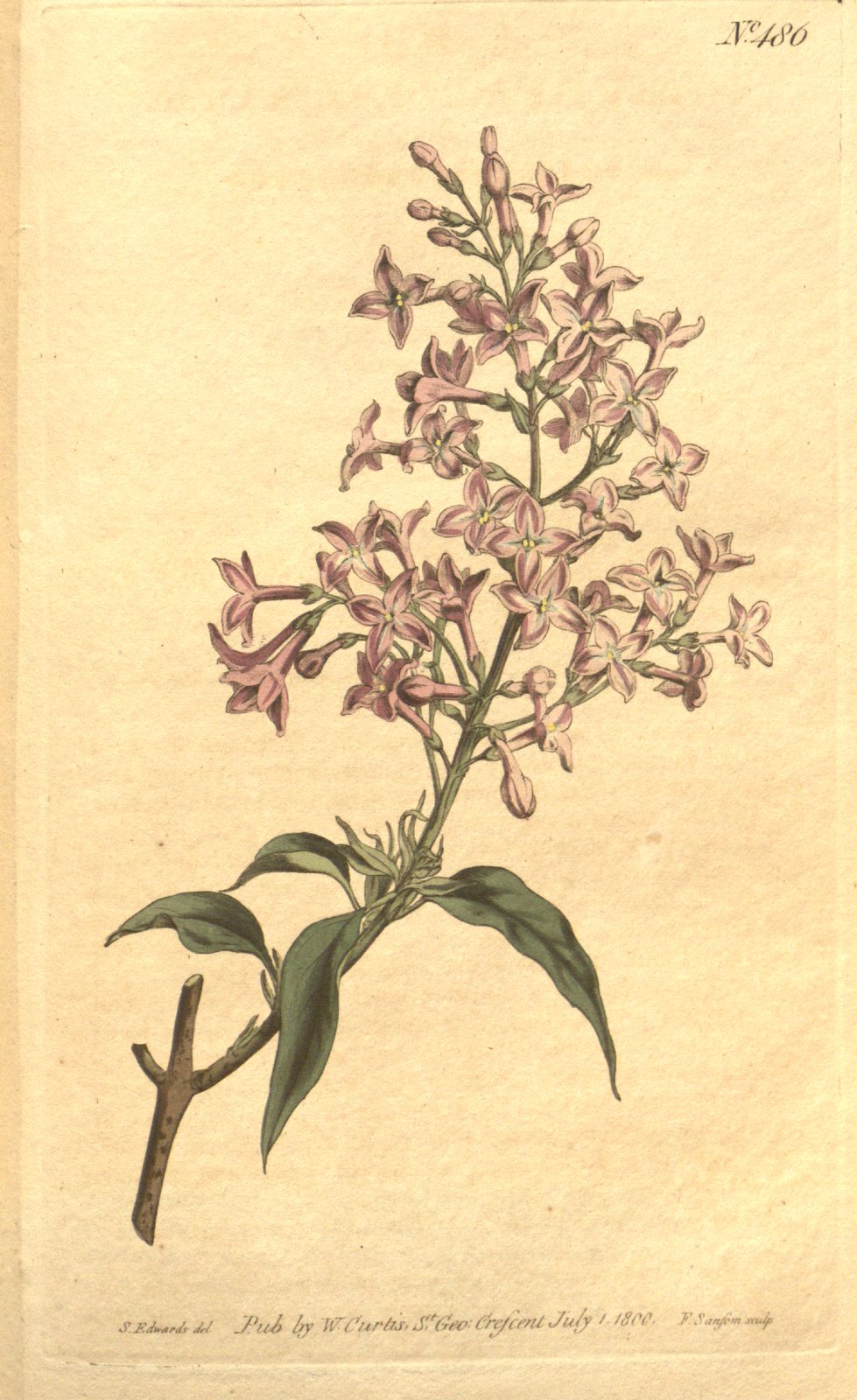 Syringa × persica — Photographs 2
