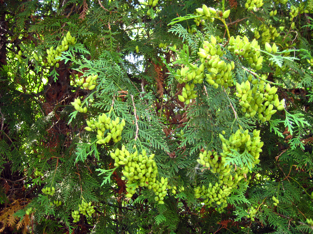 Northern Whitecedar — Photographs 1