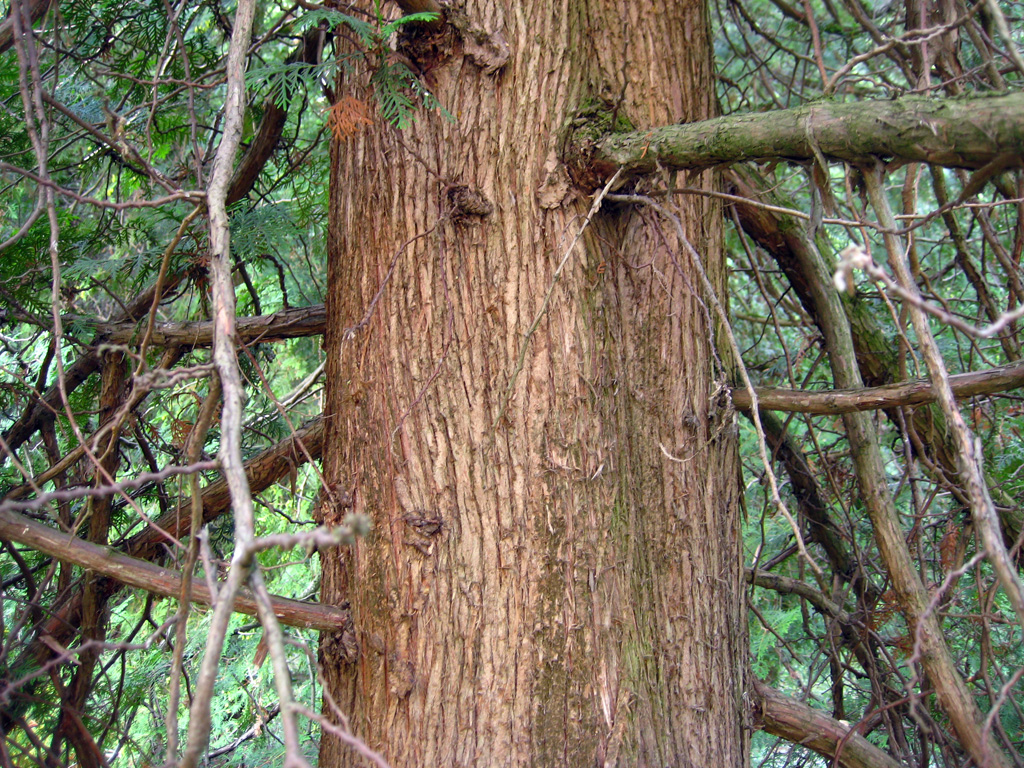 Northern Whitecedar — Photographs 2