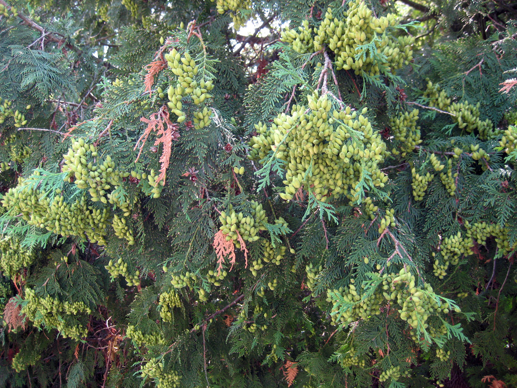 Northern Whitecedar — Photographs 3