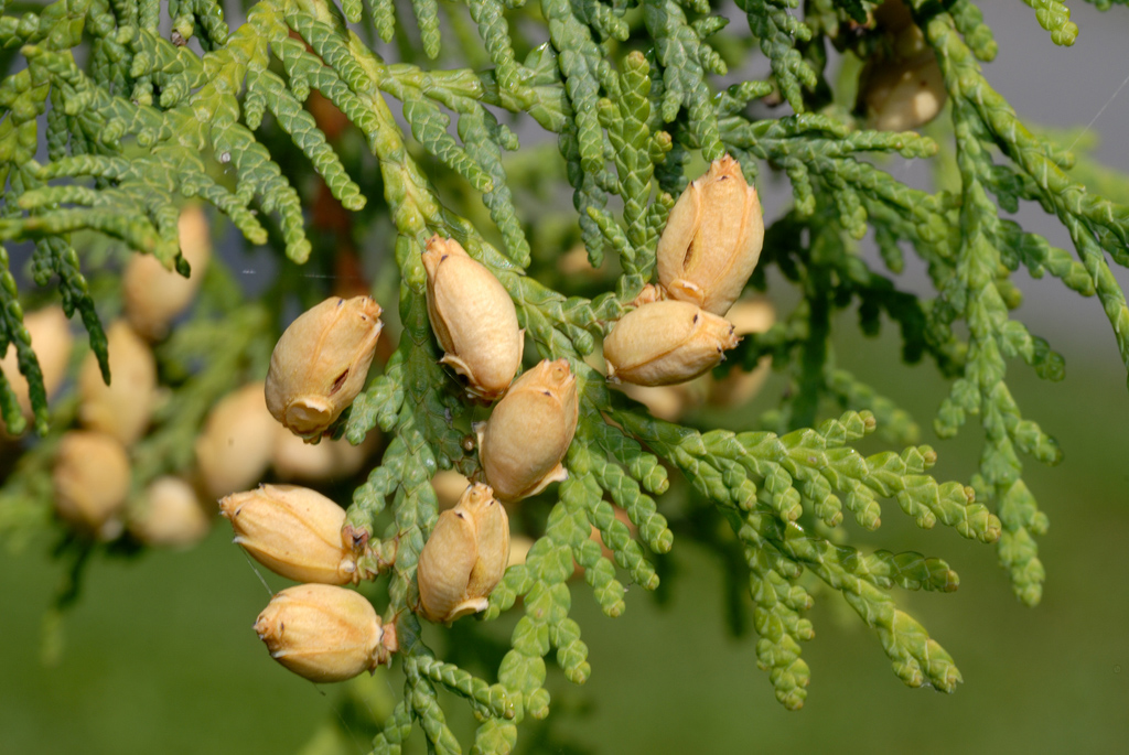 Northern Whitecedar — Photographs 4