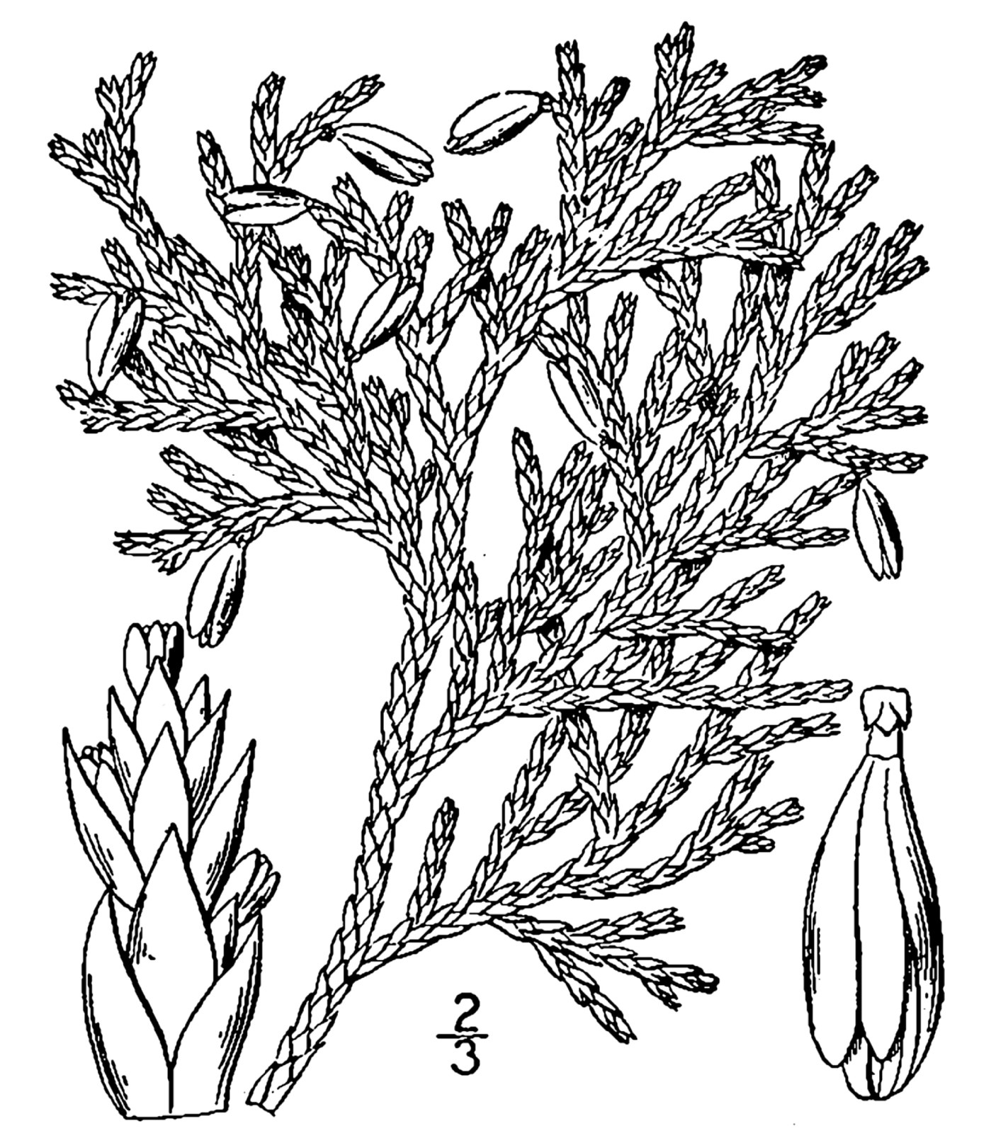 Northern Whitecedar — Photographs 5
