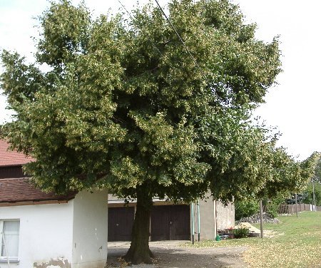 Sommer-Linde — Fotos 1