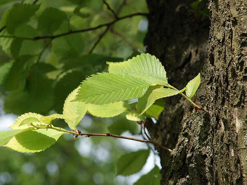 European White Elm — Photographs 1