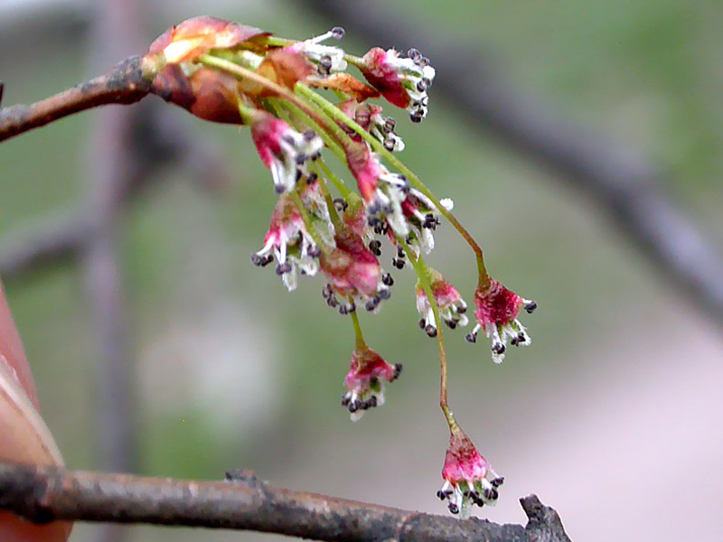European White Elm — Photographs 2